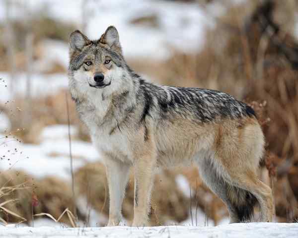 Lobo mexicano