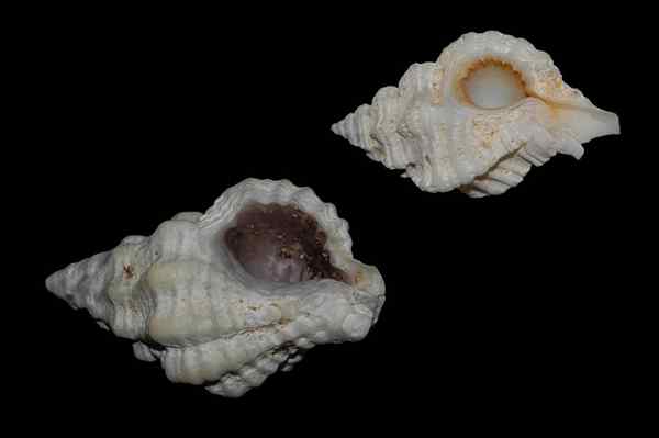 I 4 molluschi più comuni peruviani