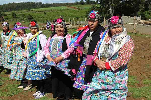 Mapuches História, charakteristiky, zvyky, ekonomika