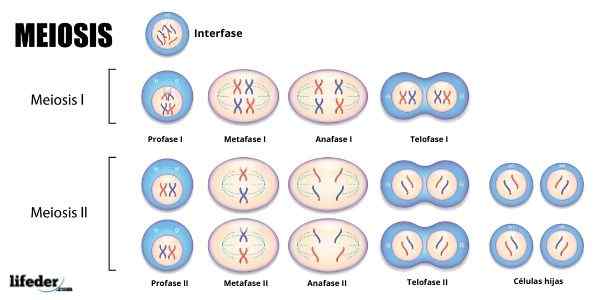 Meiosis