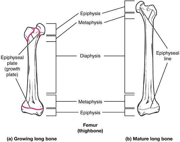 Metaphyse