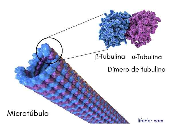 Microtúbulos