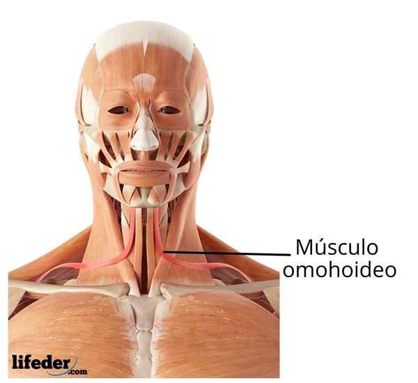 Muscolo omohioide