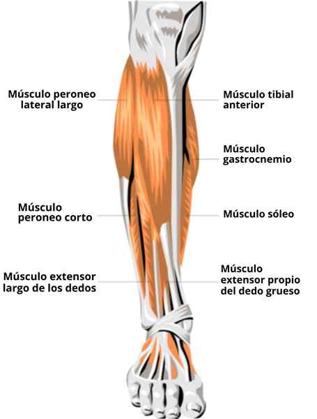 Langzeitmuskel -Muskel, Insertion, Innervation