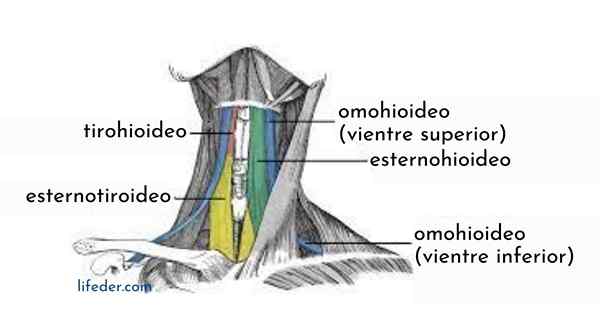 Muscles infrahioïdes