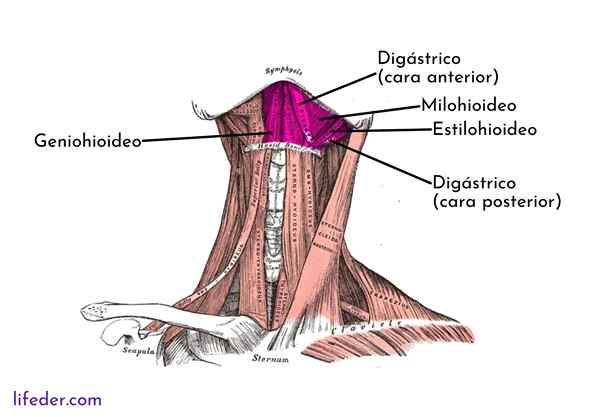 Otot suprahioid