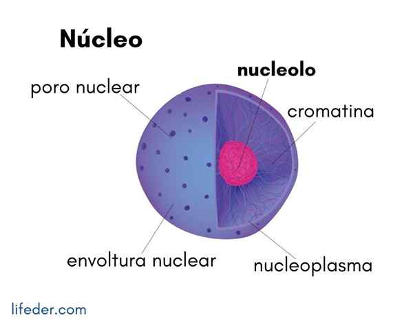 Nucleoplasma