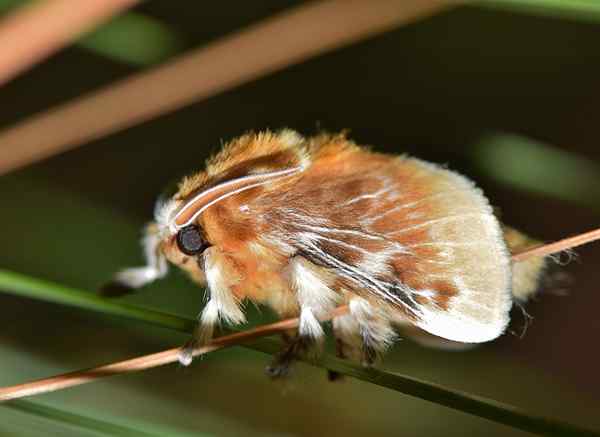 Peluche Caterpillar