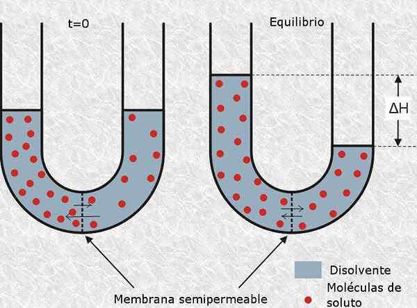 Osmolaritas