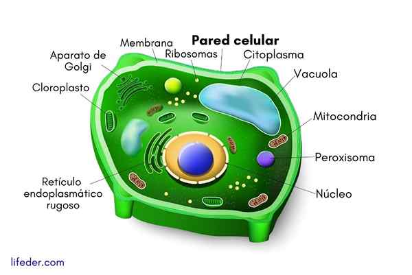 Membrane cellulaire