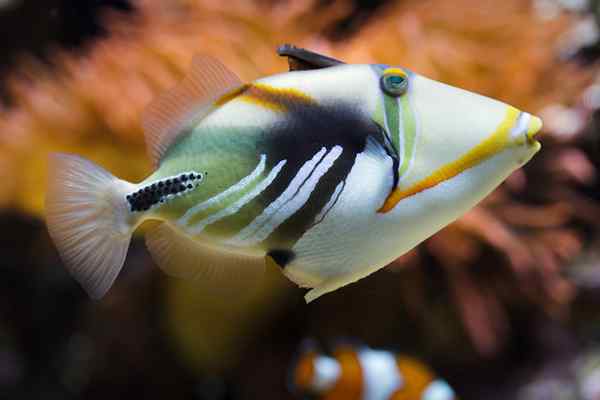 Caractéristiques des poissons de Ballesta, habitat, nourriture, comportement