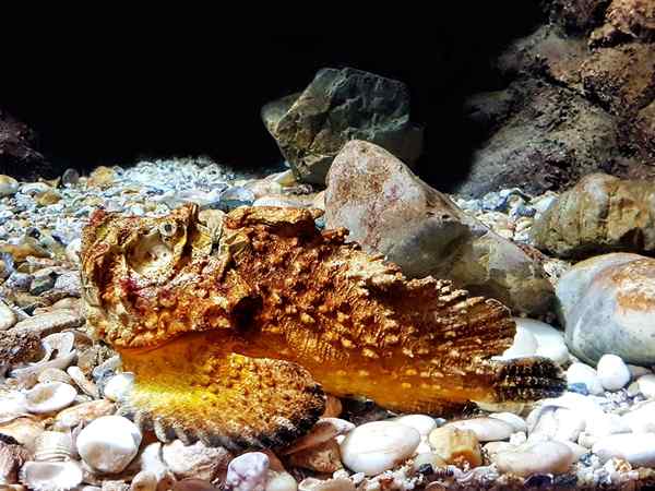 Caractéristiques de poisson en pierre, habitat, nourriture, morsure