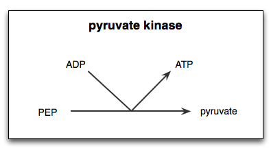 Structure de pyruvate kinase, fonction, régulation, inhibition