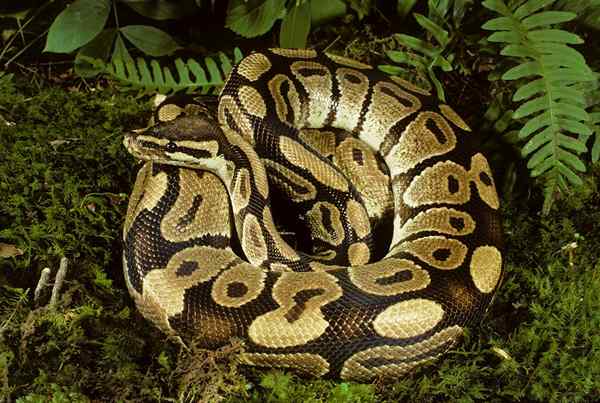 Echte python -kenmerken, habitat, voedsel, reproductie