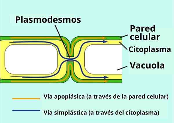 Plazmodesmos