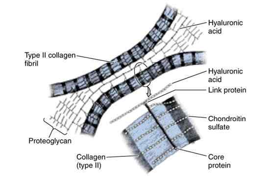 Proteoglykane