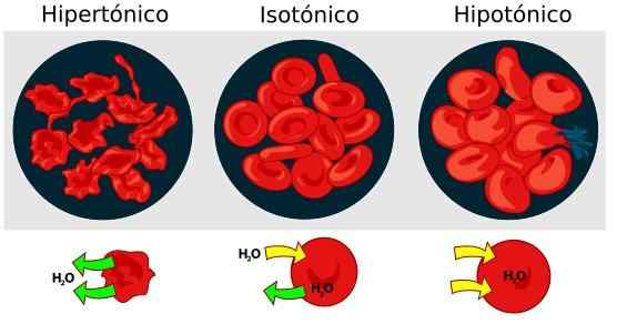 Apa itu Cytolysis?