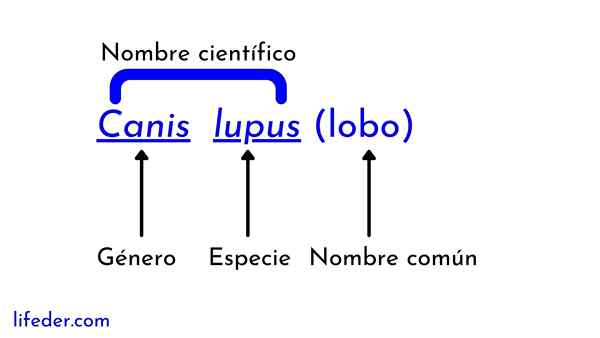 Cos'è la nomenclatura binomiale?