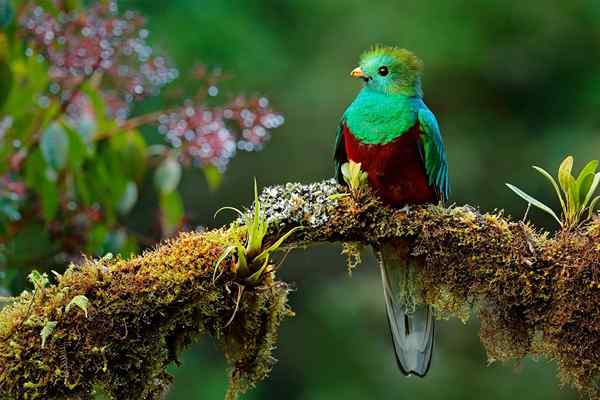 Quetzal egenskaper, habitat, reproduksjon, mat