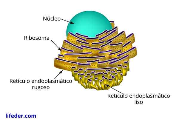 Sileä endoplasminen retikulum