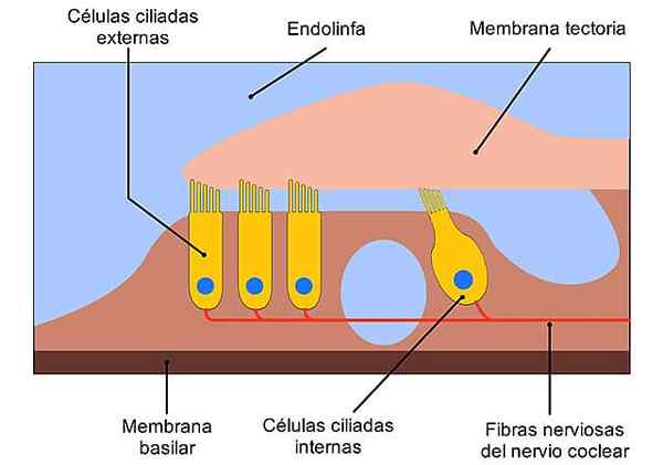 Organ Corti