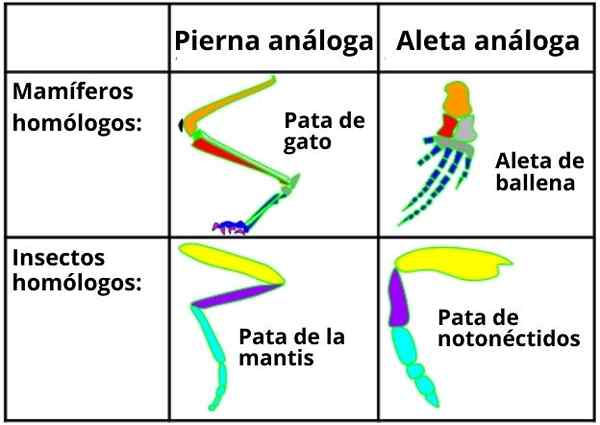 Analogiset elinkonsepti, evoluutio, ominaisuudet ja esimerkit