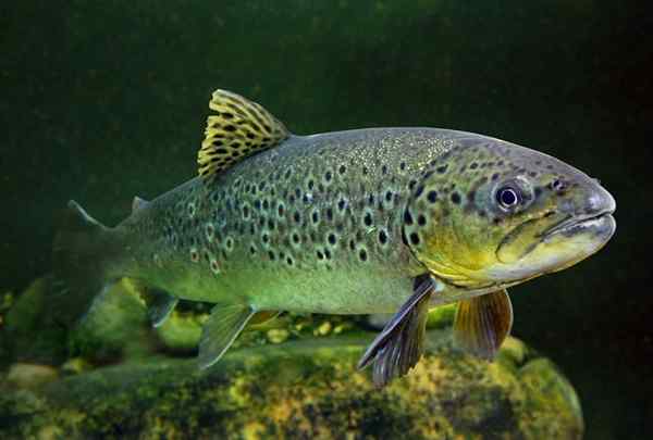 Caratteristiche del salmo di Trutta, habitat, cibo, comportamento