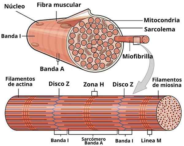 SARCOLEMA