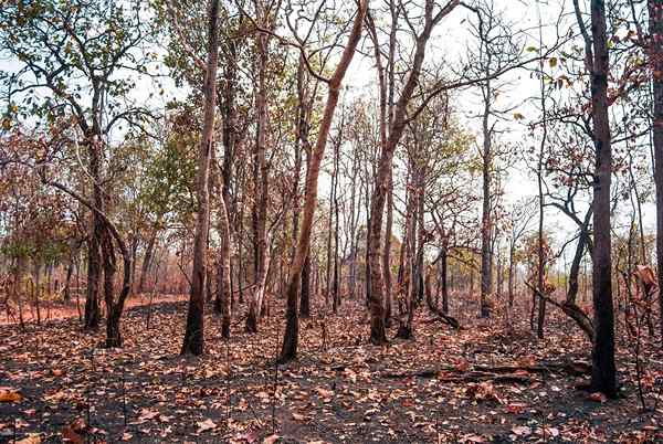 Hutan pelaksanaan