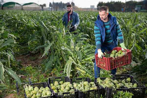 Società di produzione rurale