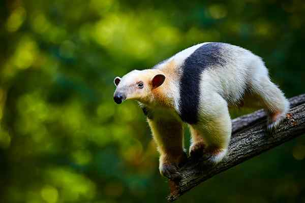 Tamandua mexicana