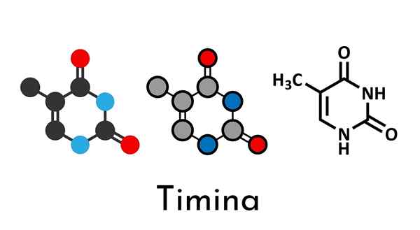 Timina