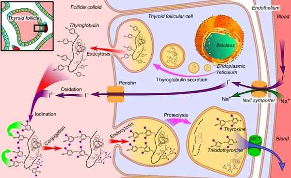 Tyroglobulin