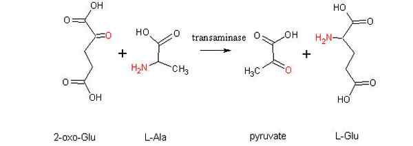 Transaminering