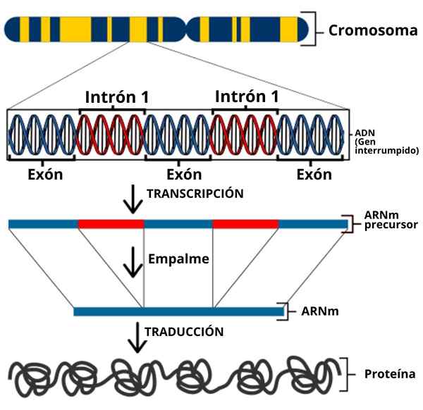 Transcription de l'ADN