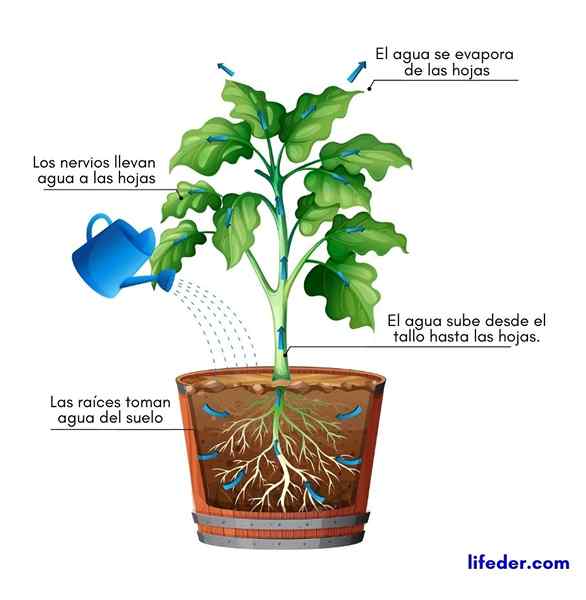 Transpiração de plantas