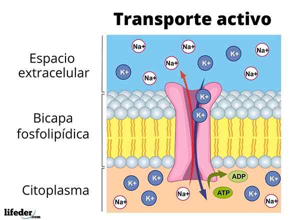 Actief transport