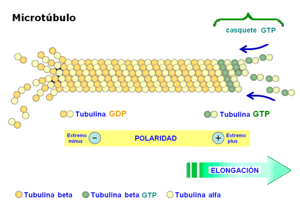 Tubulín