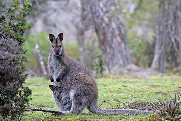 Charakteristiky Wallaby, klasifikácia, biotop, druh