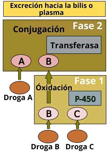 Xenobiotica