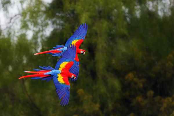 15 animais exóticos do Peru e suas características