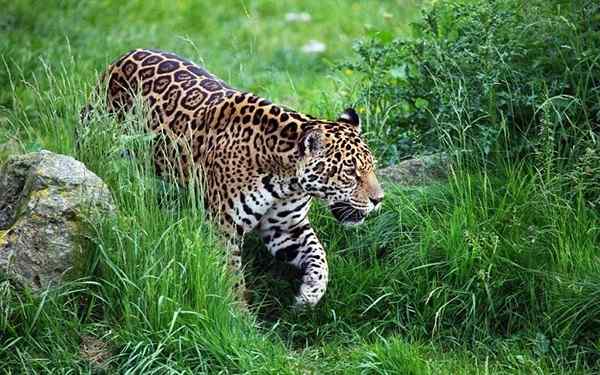 22 Tiere des ecuadorianischen Amazonas (Ost)