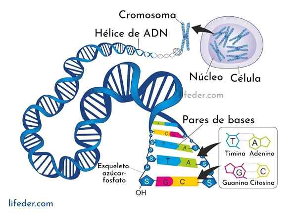 DNA