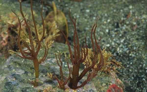Algas marrons