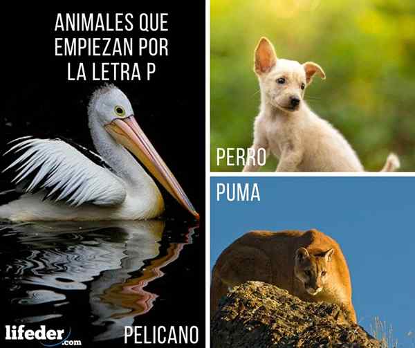 Zvieratá s P