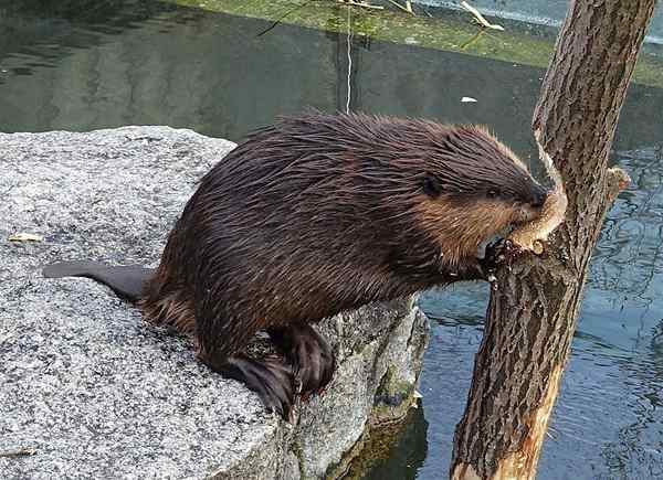 Animaux américains