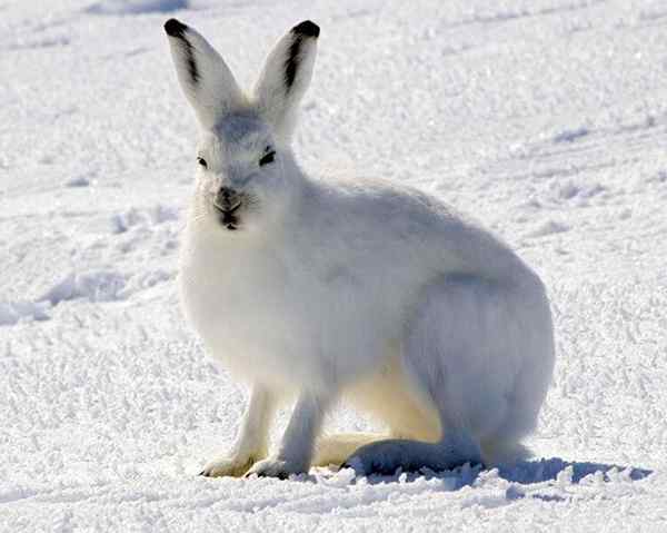 Animais da Tundra