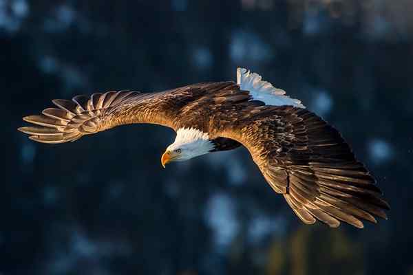 Tiere, die fliegen und ihre Eigenschaften
