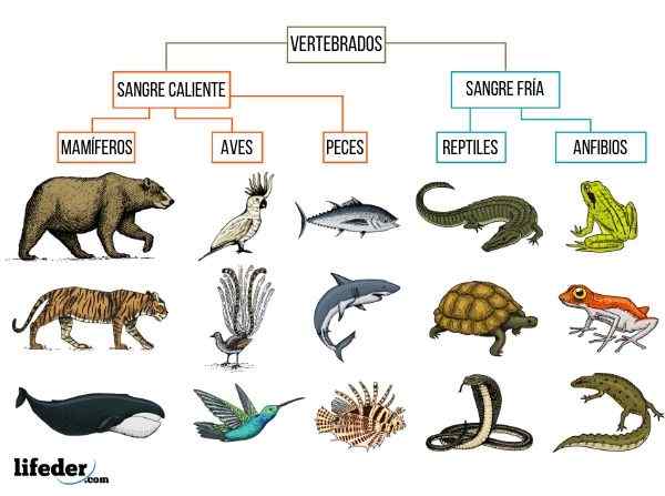 Animais de vertebrados