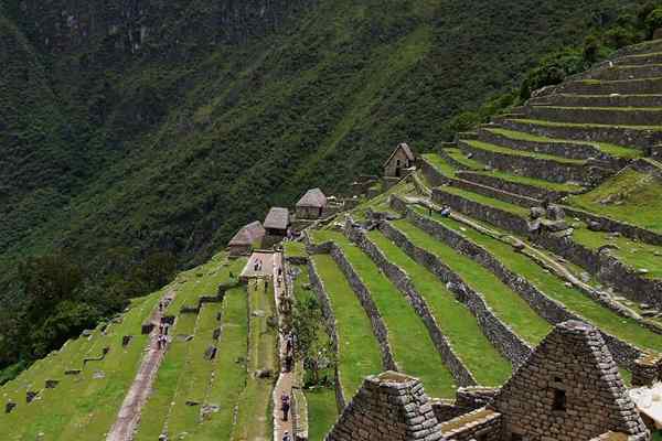 Contributions Incas